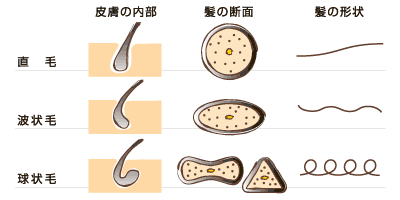 くせ毛の種類 くせ毛には違いがあるって知ってた くせ毛の形状による４種類の違いを解説 伊丹 優太さんのブログ Cosme アットコスメ