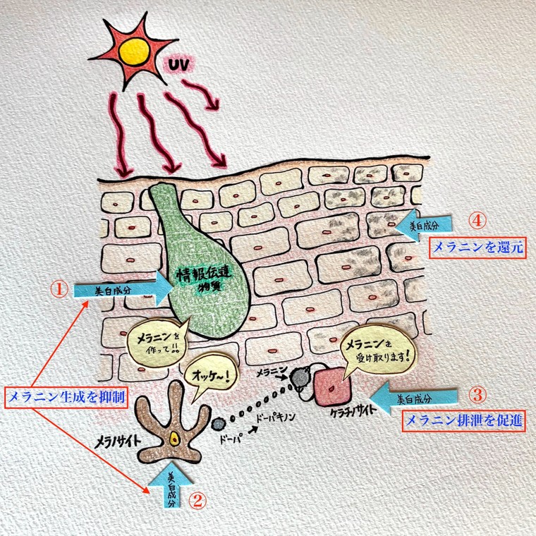 美白 とは 複数の戦術を用いた総合格闘技だった ハウトシールドのブログ Cosme アットコスメ