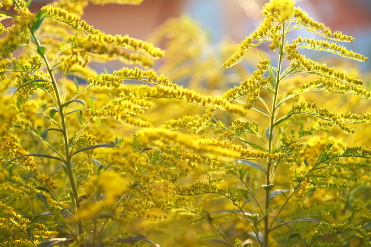 秋花粉の飛散がピーク 今こそ花粉をブロックして肌を守りましょう イハダのブログ Cosme アットコスメ