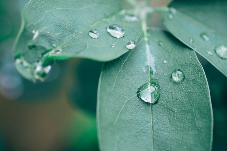 正しいスキンケアの順番を知ってキメの整った肌を手に入れよう Botanist ボタニスト のブログ Cosme アットコスメ