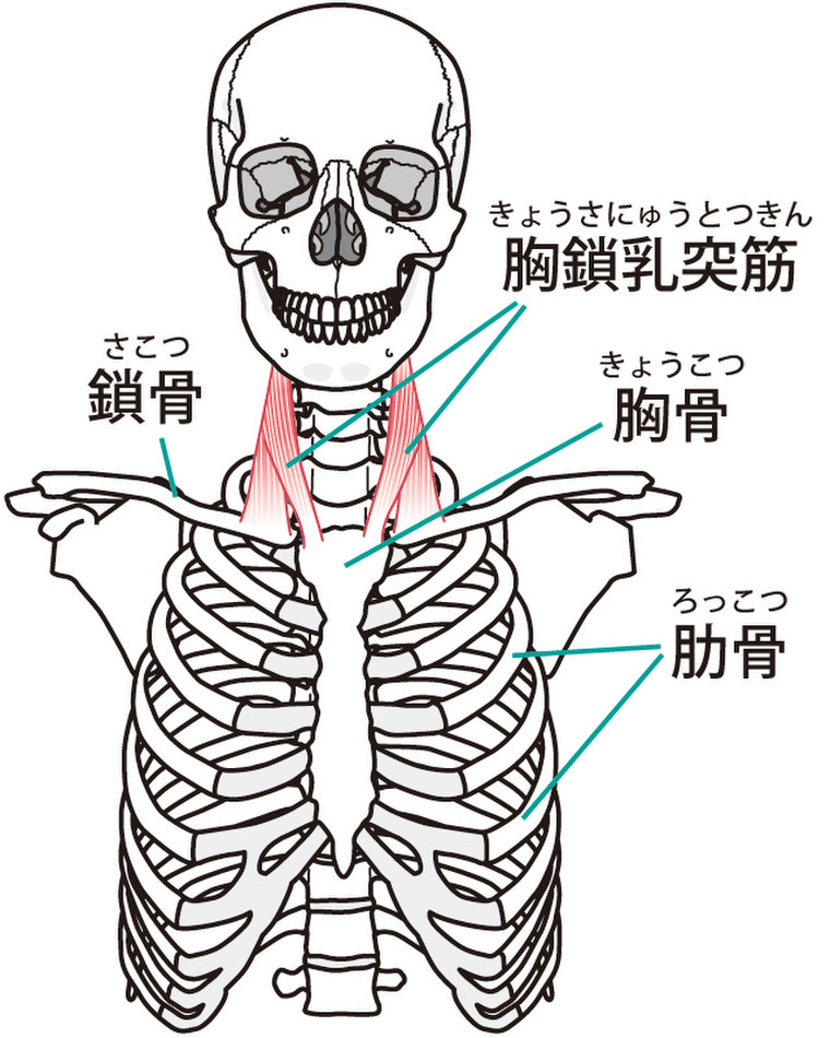 小顔になるには胸鎖乳突筋 岡 かおりさんのブログ Cosme アットコスメ