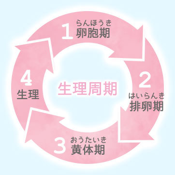 肌の調子 心や体のバランス が悪くなるのはコレのせい 生理周期を知って上手に対策 エリスのブログ Cosme アットコスメ