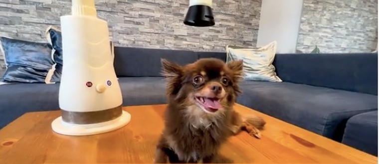 ふわふわ艶々の仕上がり☆PET用復元ドライヤー | LOUVREDO Re-viiiの