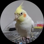 ぴーらって