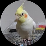 ぴーらってさんプロフィール画像