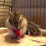 にゃーたま☆
