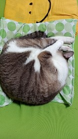 ももちぺ