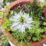 lavandula♪