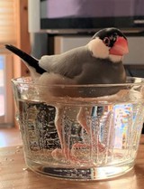 雛様さんプロフィール画像