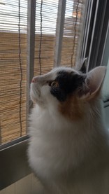 アネモネぴょん