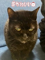 しまねこ.Kさんプロフィール画像