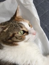 shelleymyuさんプロフィール画像