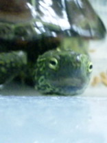 メンドクサガリーナ