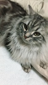 ふーすい