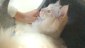 あちゃゃん