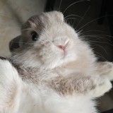 とうきびちゃさんプロフィール画像