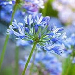 *blue*flower*