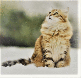 猫野たま