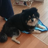 焼北あかり