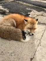 **れもちゃ**