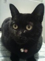 黒猫ＣＨＩＰ