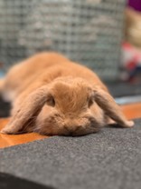 茶色い耳垂れうさぎ