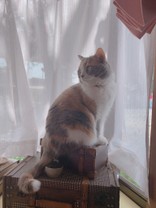 滝三木