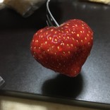 のぴたんめん
