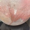 この花の名前を教えてください