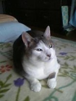 あみーごあかりん