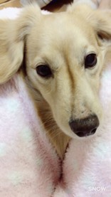 **みじんこ**