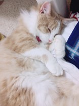 *ちぃまろ*