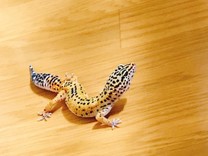 せめる