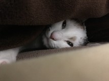 こやましろさんプロフィール画像