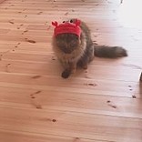 ななあずきはな