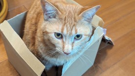 にょえーる