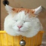 あやたそ(●´ω`●)