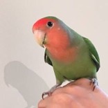 55ごまちゃん