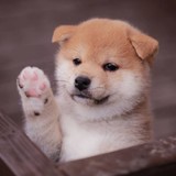 ハウトゥーさんプロフィール画像