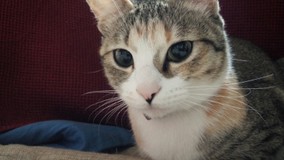 アシュタリアンさんプロフィール画像