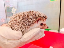 ハリネズミちゃん