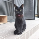 ●くろねこねこ●