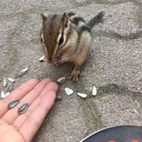 ○ハム子○
