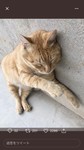 猫ちゃん★さん