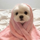 なーしゅけ