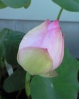 白あさがお
