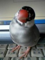 じゃがバタコ