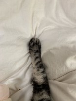 こっっっさま