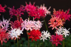 ●桜華●