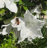 kingbee